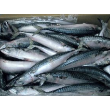 Frozen Titus Fish (Mackerel)