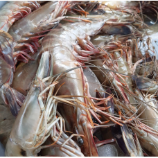 Fresh Tiger Prawns (Large   1kg)