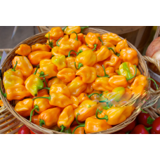 Habanero Pepper Yellow / Cameroon Pepper (One Paint Bucket)