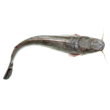 Freshwater Catfish (Obokun)