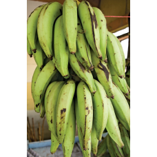 Plantain/2 - Bulk - For orders above N100 00 ONLY