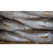 Frozen Croaker Fish (One Carton  20 kg  Cut)