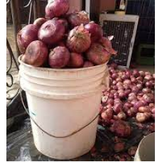 Onions/White Onions (1 Paint Bucket  Appr. 24 Onions)