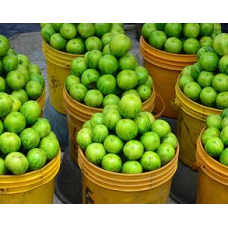 Garden Eggs - Green