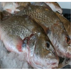 Frozen Croaker Fish (half carton) 10kg  Uncut