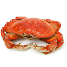 Fresh Crabs No Eggs Pack of 8