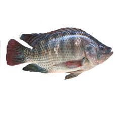 Fresh Tilapia Fish 1Pcs