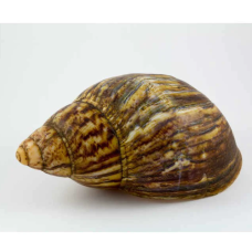 Fresh Snail (1 Pack of 10 Large Snails)