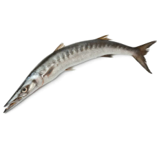 Fresh Barracuda Fish ( 1kg )