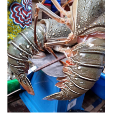 Lobster 1kg