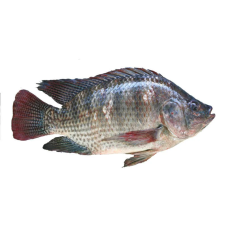 Frozen Tilapia Fish  (1 kg)